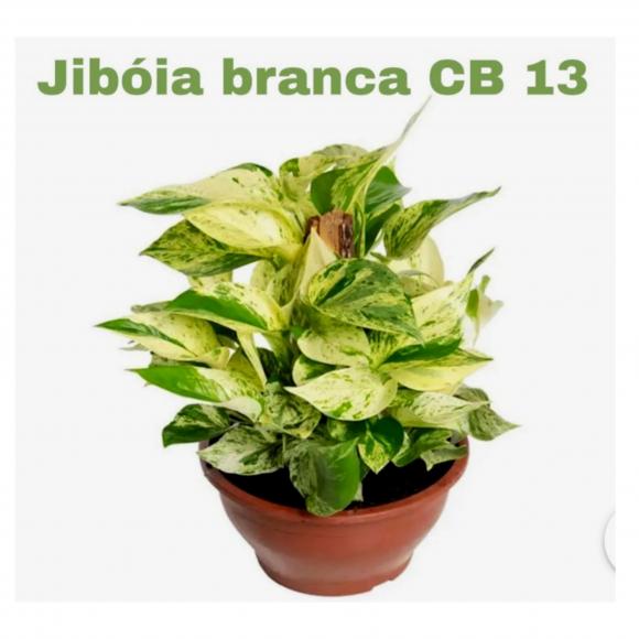   floricultura eco flora, floricultura belo horizonte,  flora em belo horizonte, orquideas bh, plantas em bh, paisagismo em bh, substrato em bh, vaso resina bh,vasos decorativos em bh, terra belo horizonte, ECO FLORA FLORICULTURA E JARDINAGEM LTDA