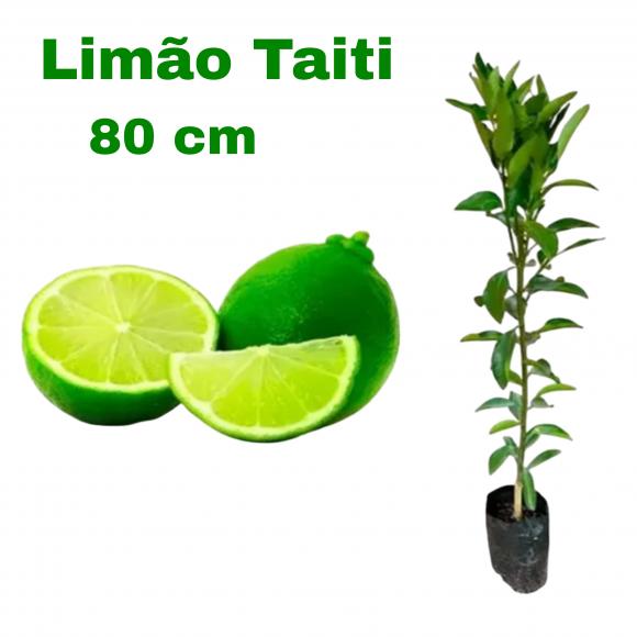 floricultura eco flora, floricultura bh,  flora em bh, orqu�deas bh, plantas em bh, paisagismo em bh, decora�ao em bh, vasos decorativos em bh, calandiva em bh, presente em bh, planta pendente em bh, planta de varanda em bh, �rvore de fruta em bh ,