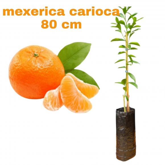 floricultura eco flora, floricultura bh,  flora em bh, orqu�deas bh, plantas em bh, paisagismo em bh, decora�ao em bh, vasos decorativos em bh, calandiva em bh, presente em bh, planta pendente em bh, �rvore de fruta em bh ,