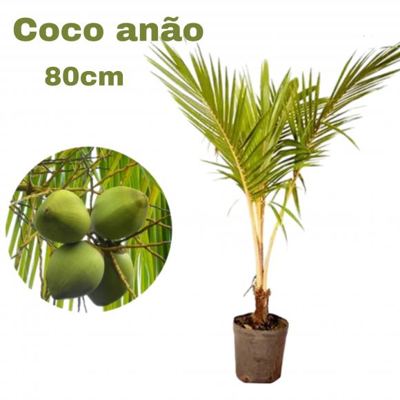 floricultura eco flora, floricultura bh,  flora em bh, orqu�deas bh, plantas em bh, paisagismo em bh, decora�ao em bh, vasos decorativos em bh, calandiva em bh, presente em bh, planta pendente em bh, planta de varanda em bh, �rvore de fruta em bh ,