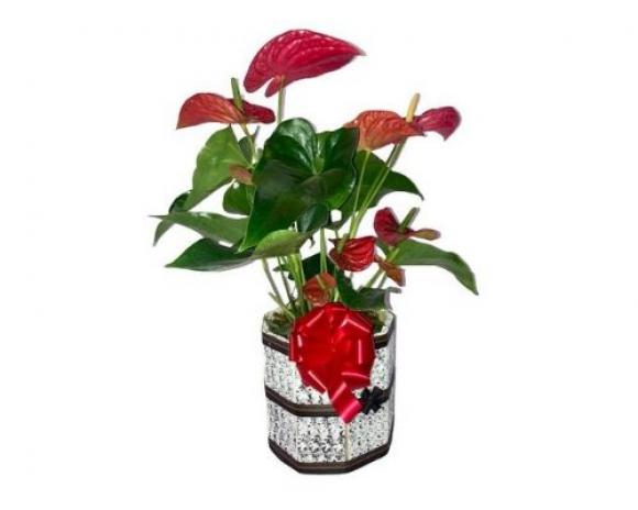 floricultura eco flora, floricultura bh,  flora em bh, orqudeas bh, plantas em bh, paisagismo em bh, decoraao em bh, vasos decorativos em bh, calandiva em bh, presente em bh,  ,