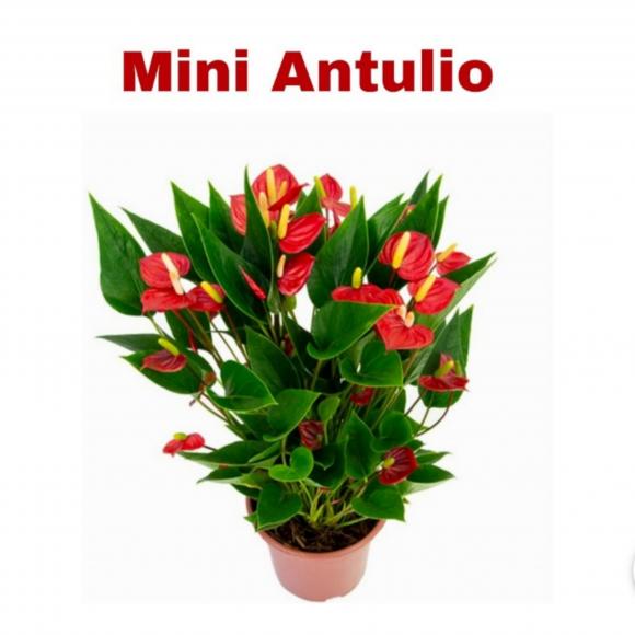 floricultura eco flora, floricultura belo horizonte,  flora em belo horizonte, orquideas bh, plantas em bh, paisagismo em bh, substrato em bh, vaso resina bh,vasos decorativos em bh, terra belo horizonte,