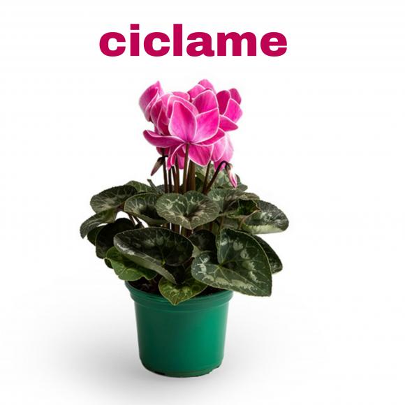 floricultura eco flora, floricultura belo horizonte,  flora em belo horizonte, orquideas bh, plantas em bh, paisagismo em bh, substrato em bh, vaso resina bh,vasos decorativos em bh, terra belo horizonte,