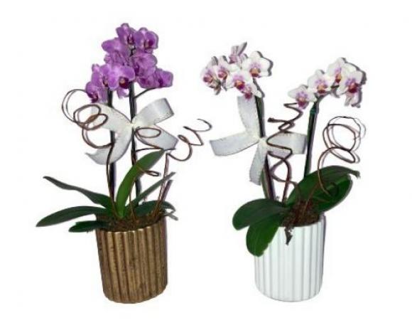 floricultura eco flora, floricultura bh,  flora em bh, orqudeas bh, plantas em bh, paisagismo em bh, decoraao em bh, vasos decorativos em bh ,