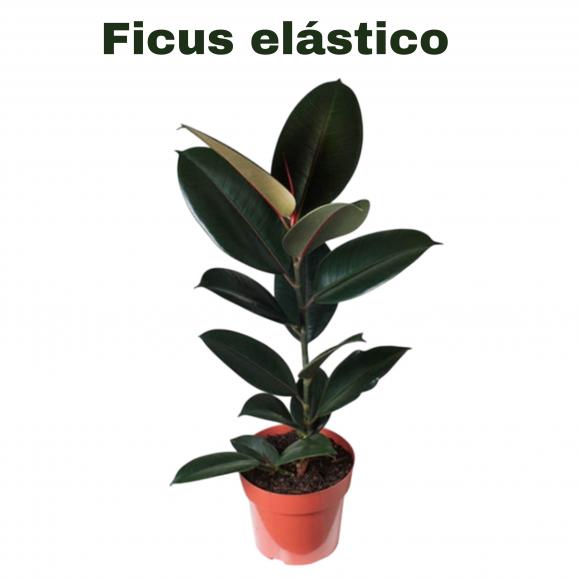   floricultura eco flora, floricultura bh,  flora em bh, orqu�deas bh, plantas em bh, paisagismo em bh, decora�ao em bh, vasos decorativos em bh girassol em bh, buqu�s, irriga��o jardim em bh, floricultura eco flora, floricultura belo horizonte,  flora em belo horizonte, orquideas bh, plantas em bh, paisagismo em bh, substrato em bh, vaso resina bh,vasos decorativos em bh, terra belo horizonte, ECO FLORA FLORICULTURA E JARDINAGEM LTDA 