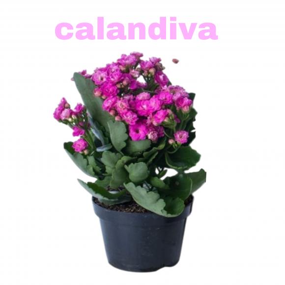 floricultura eco flora, floricultura bh,  flora em bh, orqu�deas bh, plantas em bh, paisagismo em bh, decora�ao em bh, vasos decorativos em bh ,
