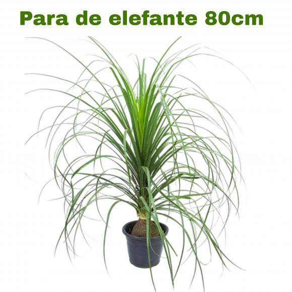   floricultura eco flora, floricultura belo horizonte,  flora em belo horizonte, orquideas bh, plantas em bh, paisagismo em bh, substrato em bh, vaso resina bh,vasos decorativos em bh, terra belo horizonte, ECO FLORA FLORICULTURA E JARDINAGEM LTDA