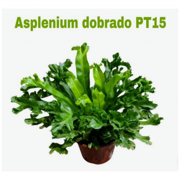floricultura eco flora, floricultura belo horizonte,  flora em belo horizonte, orquideas bh, plantas em bh, paisagismo em bh, substrato em bh, vaso resina bh,vasos decorativos em bh, terra belo horizonte,