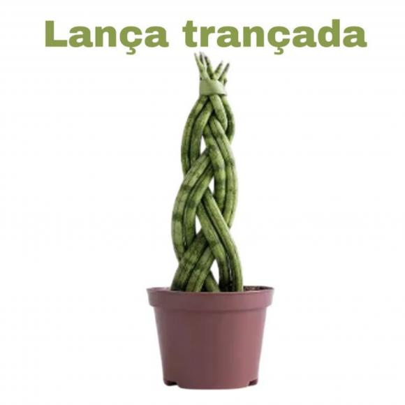   floricultura eco flora, floricultura belo horizonte,  flora em belo horizonte, orquideas bh, plantas em bh, paisagismo em bh, substrato em bh, vaso resina bh,vasos decorativos em bh, terra belo horizonte, ECO FLORA FLORICULTURA E JARDINAGEM LTDA