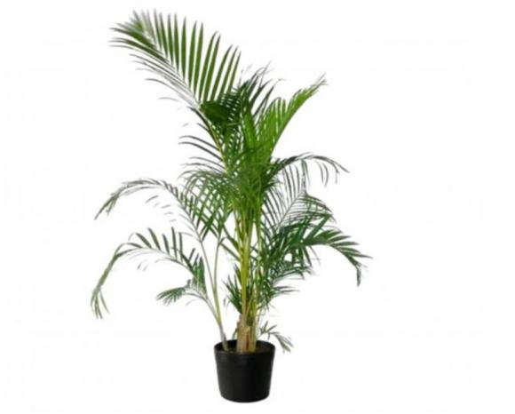   floricultura eco flora, floricultura bh,  flora em bh, orqu�deas bh, plantas em bh, paisagismo em bh, decora�ao em bh, vasos decorativos em bh, palmeira em bh, floricultura eco flora, floricultura belo horizonte,  flora em belo horizonte, orquideas bh, plantas em bh, paisagismo em bh, substrato em bh, vaso resina bh,vasos decorativos em bh, terra belo horizonte, ECO FLORA FLORICULTURA E JARDINAGEM LTDA 