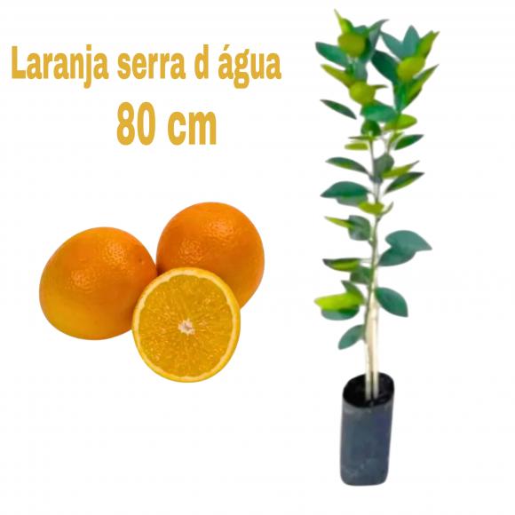 floricultura eco flora, floricultura bh,  flora em bh, orqu�deas bh, plantas em bh, paisagismo em bh, decora�ao em bh, vasos decorativos em bh, calandiva em bh, presente em bh, planta pendente em bh, planta de varanda em bh, �rvore de fruta em bh ,