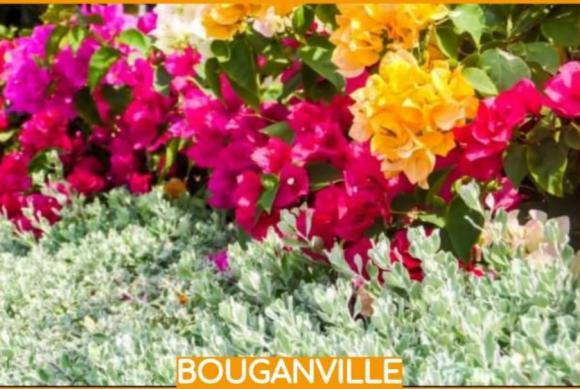 floricultura eco flora, floricultura bh,  flora em bh, orqudeas bh, plantas em bh, paisagismo em bh, decoraao em bh, vasos decorativos em bh, calandiva em bh, begnia em bh, BOUGAINVILLE em bh ,