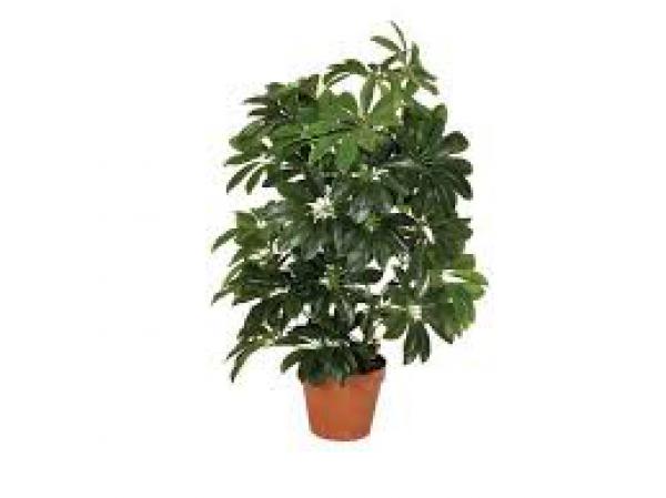 floricultura eco flora, floricultura bh,  flora em bh, orqudeas bh, plantas em bh, paisagismo em bh, decoraao em bh, vasos decorativos em bh, calandiva em bh, presente em bh, planta pendente em bh, planta de varanda em bh ,