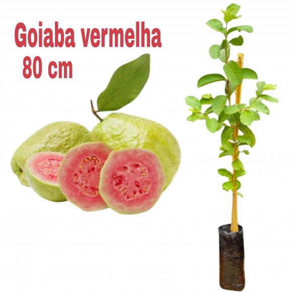 floricultura eco flora, floricultura bh,  flora em bh, orqu�deas bh, plantas em bh, paisagismo em bh, decora�ao em bh, vasos decorativos em bh, calandiva em bh, presente em bh, planta pendente em bh, planta de varanda em bh, �rvore de fruta em bh ,