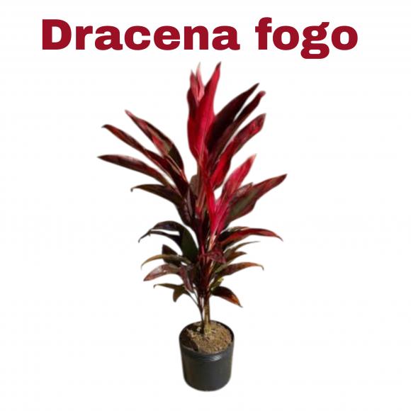   floricultura eco flora, floricultura bh,  flora em bh, orqu�deas bh, plantas em bh, paisagismo em bh, decora�ao em bh, vasos decorativos em bh, calandiva em bh, presente em bh, planta pendente em bh, plantas de varanda em bh, floricultura eco flora, floricultura belo horizonte,  flora em belo horizonte, orquideas bh, plantas em bh, paisagismo em bh, substrato em bh, vaso resina bh,vasos decorativos em bh, terra belo horizonte, ECO FLORA FLORICULTURA E JARDINAGEM LTDA 