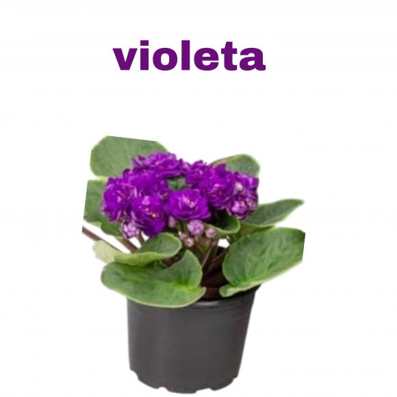   floricultura eco flora, floricultura belo horizonte,  flora em belo horizonte, orquideas bh, plantas em bh, paisagismo em bh, substrato em bh, vaso resina bh,vasos decorativos em bh, terra belo horizonte, ECO FLORA FLORICULTURA E JARDINAGEM LTDA
