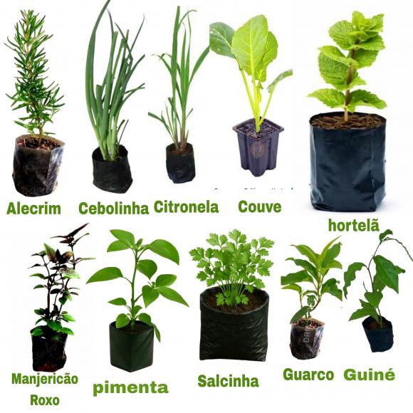 floricultura eco flora, floricultura bh,  flora em bh, orqu�deas bh, plantas em bh, paisagismo em bh, decora�ao em bh, vasos decorativos em bh, manjeric�o verde ,