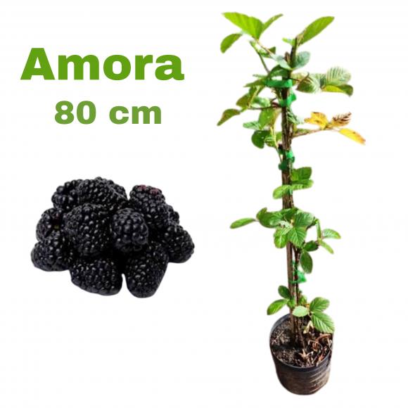 floricultura eco flora, floricultura bh,  flora em bh, orqu�deas bh, plantas em bh, paisagismo em bh, decora�ao em bh, vasos decorativos em bh, calandiva em bh, presente em bh, planta pendente em bh, planta de varanda em bh, �rvore de fruta em bh ,