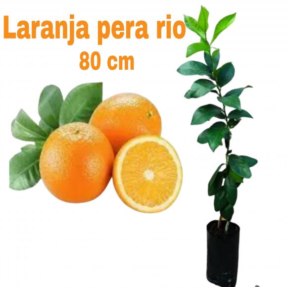 floricultura eco flora, floricultura bh,  flora em bh, orqu�deas bh, plantas em bh, paisagismo em bh, decora�ao em bh, vasos decorativos em bh, calandiva em bh, presente em bh, planta pendente em bh, planta de varanda em bh, �rvore de fruta em bh ,