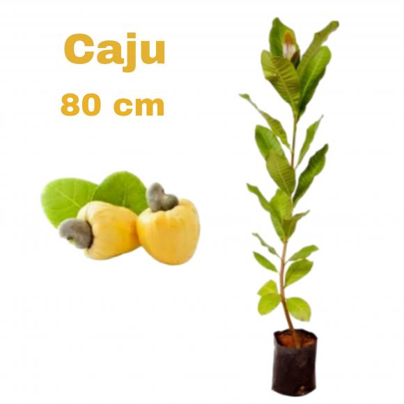 floricultura eco flora, floricultura bh,  flora em bh, orqu�deas bh, plantas em bh, paisagismo em bh, decora�ao em bh, vasos decorativos em bh, calandiva em bh, presente em bh, arvore de frutas em bh  ,