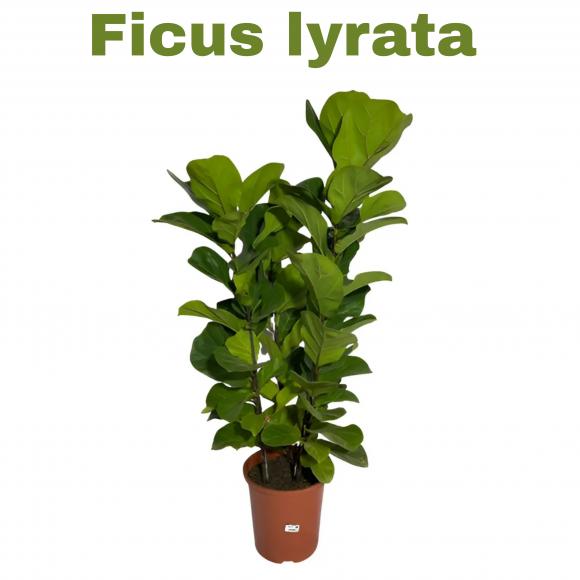 floricultura eco flora, floricultura belo horizonte,  flora em belo horizonte, orquideas bh, plantas em bh, paisagismo em bh, substrato em bh, vaso resina bh,vasos decorativos em bh, terra belo horizonte,
